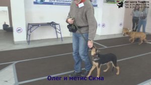 Занятие по дрессировке (группа начального послушания): обучение собак команде Рядом. Тольятти, 2018.