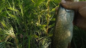 В День рыбака с хорошим уловом. Рыбалка удалась
