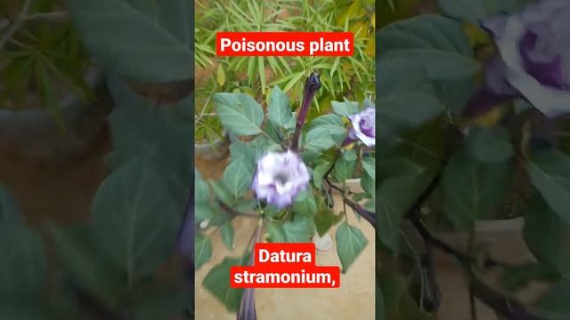 Datura stramonium plant flower