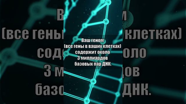 Ваш геном содержит 3 миллиардов пар ДНК