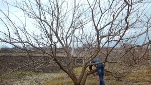Весенняя обрезка абрикоса   Как обрезать абрикос весной