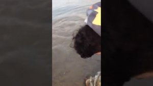 СЕВЕРНОЕ ВОДОХРАНИЛИЩЕ ребята зарыбляют судаков и сазаном Ростов на Дону