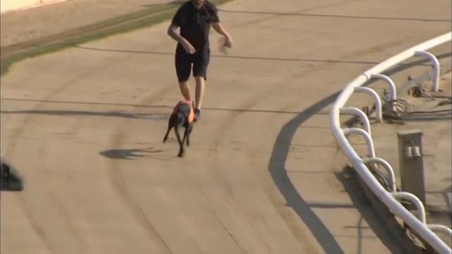 Greyhound 2023- 19.06.2023 Trial 1 смотреть онлайн