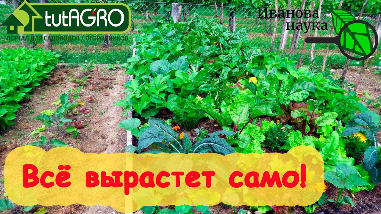 ВСЁ ЕЩЕ ПОКУПАЕТЕ???? ВЫРАЩИВАНИЕ ПРЕПАРАТОВ ПРЯМО В... ГРЯДКЕ!!! Это возможно? ДА! Не пропустите!