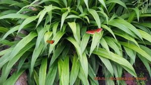 Осока обыкновенная (carex siderosticta) ? обыкновенная осока обзор: как сажать, саженцы осоки