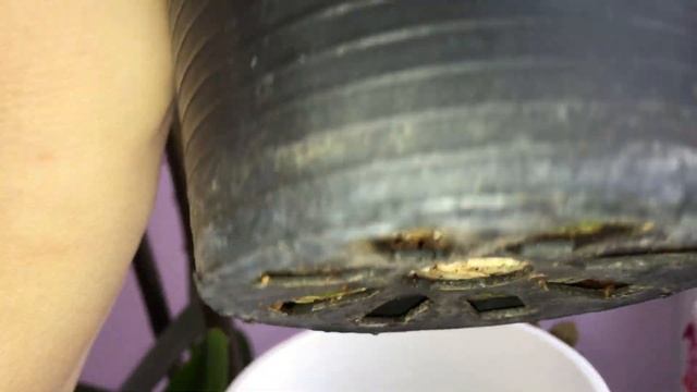 Paph. Bellatulum. Пафиопедилум Беллатулум. Орхидея башмачок Беллатулум. Первое цветение. смотреть онлайн