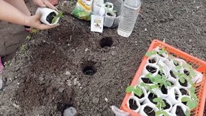 ??ВЫСАЖИВАЕМ РАССАДУ ОГУРЦОВ В ОТКРЫТЫЙ ГРУНТ.??