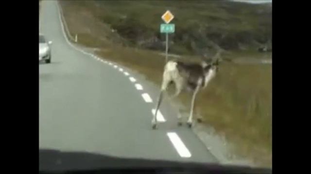 RUDOLPH THE RED NOSE REINDEER Cover By Stefan Kovacs. смотреть онлайн