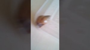 Разказываю о том как можно определить пол улитки и какой нужен дом для неё