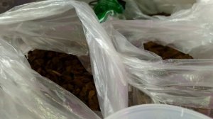 Перевалка орхидеи Лиодоро.mp4