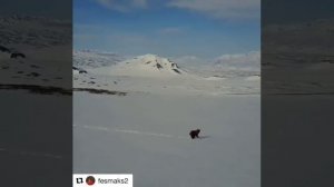 Бурый медведь Камчатка