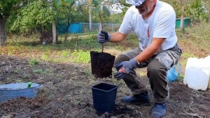 Посадка саженцев фундука!  Продолжение.