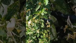 жимолость Сиротина и японскпя