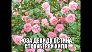 Роза Девида Остина Строуберри Хилл