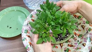 Ампельные фиалки трейлеры. Пересадка и формирование кустика. ЛЕ Шотландский Вереск.