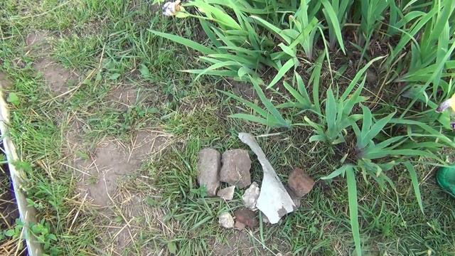 Шпалера для ежевики Съездил на Клязьму смотреть онлайн