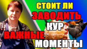 Стоит ли заводить кур. Важные моменты в птицеводстве.