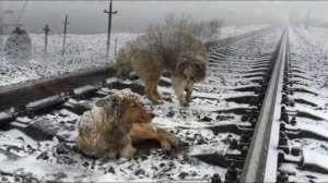 ПОЕЗД МЧАЛСЯ,НО СОБАКИ НЕ СДВИНУЛИСЬ С МЕСТА. ДВОЕ СУТОК ОТВАЖНЫЙ ПЁС ПРИКРЫВАЛ СОБОЙ ПОДРУГУ