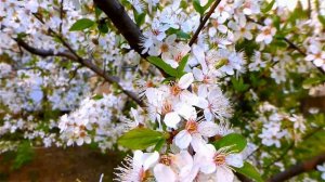 Весеннее цветение