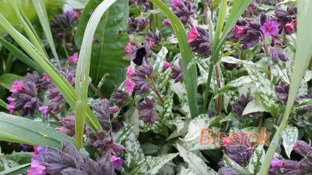 Цветы и кустарники в конце мая смотреть онлайн