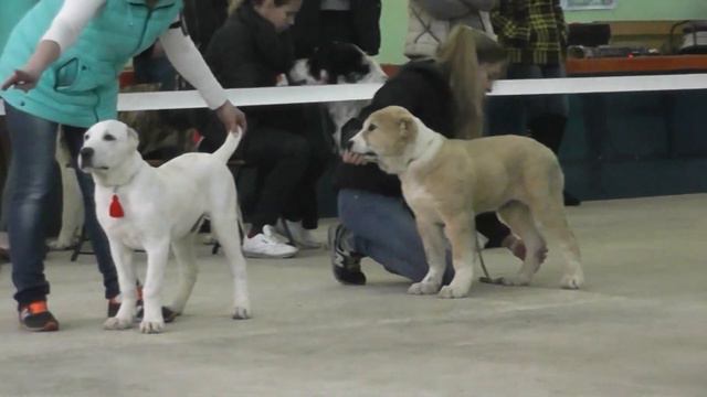 Выставка САО "Александрова Слобода 2017" смотреть онлайн