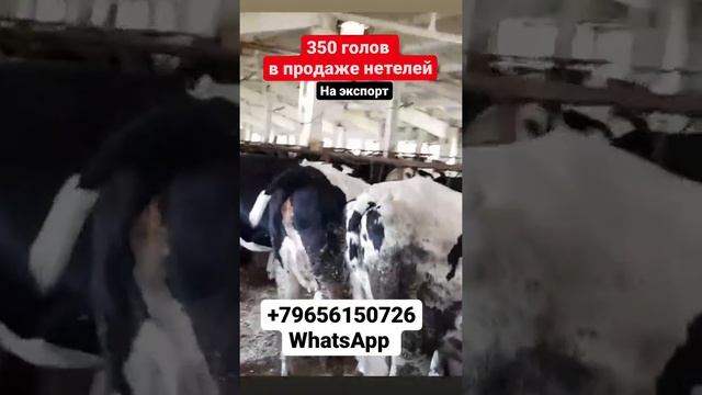 350 голов Нетелей в продаже КРС. Черно пестрая порода КРС оптом. Голштинская порода живым весом КРС