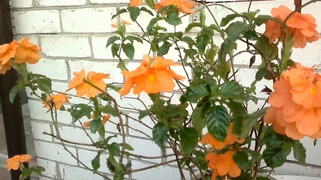 цветение кроссандры на улице смотреть онлайн