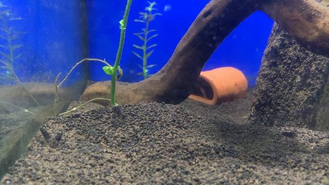 Креветки в аквариуме. Запуск простого аквариума с креветками. смотреть онлайн