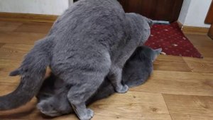 Кот Батон вяжет кошечку №0052 часть 2