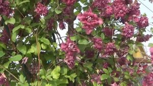 УНИКАЛЬНЫЕ СОРТА КЛЕМАТИСОВ