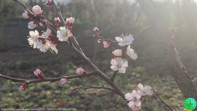 Пение птиц и лучи солнышка согреют вашу душу и тело /Звуки природы/Birdsong/Sounds of nature/Relax