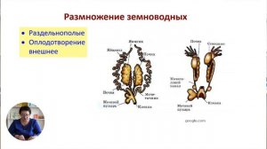 8й класс; Биология; "Позвоночные животные. Класс Земноводные "