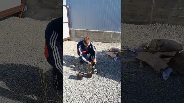 Саженцы малины из Школьный Сад .