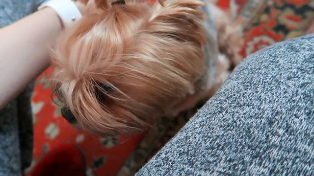 VLOG: Последствия зимы ? / Заберу комнатные цветы с дачи! 3.04.21 смотреть онлайн