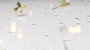 Футаж Белые розы фон 2