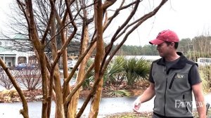 How to Prune & Trim Crepe Myrtle Trees | Fairview Garden Center