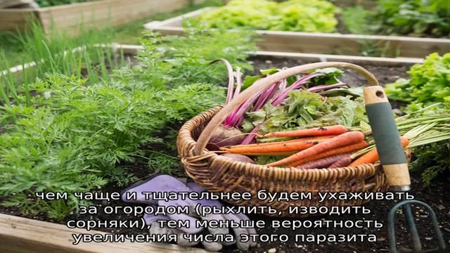 Готовим будущий урожай — борьба с проволочником