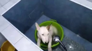 Малыш кайфует 🛁 Бультерьер Щенок Рич❣️ Bull Terrier Puppy Rich