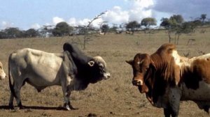 ШОКИРУЮЩИЕ факты об АФРИКЕ