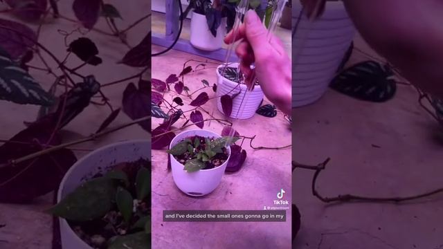 Adding my Cissus Discolor to an Arka Trellis смотреть онлайн