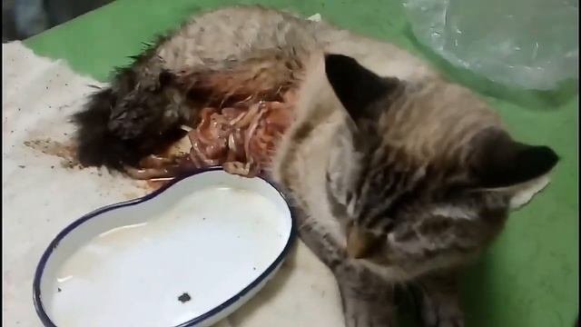 Кошке вспороли живот/ Cat Was Disemboweled