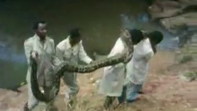 змеелов поймал 6 ти метровую змею смотреть онлайн