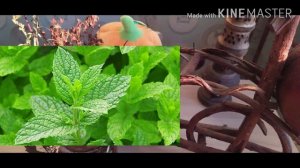 Семь самых сильных магических растений