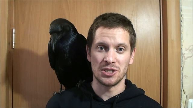 НЕ ЗАВОДИТЕ ВРАНОВЫХ ПТИЦ!!! Don't have any corvids! смотреть онлайн