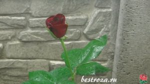 Как выглядят черные розы