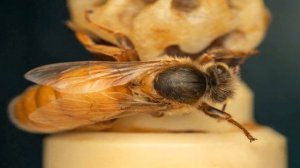 Бакфаст_ Советы бывалых - Выбор матковода:  #Гращенко  #ПолЮнгельс