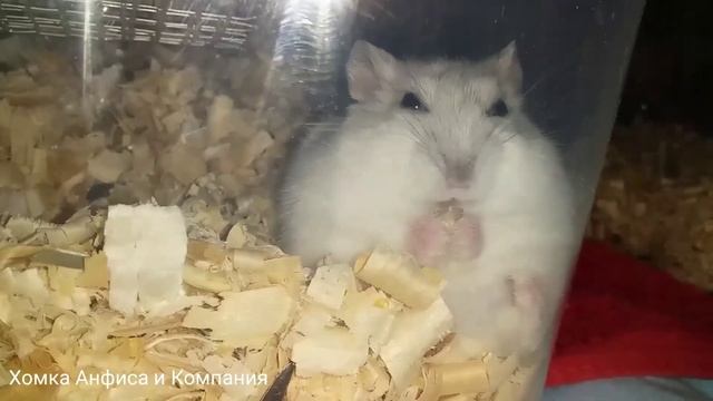 Забавный и милый хомячок Алиса