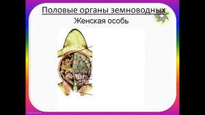 Внутреннее строение земноводных