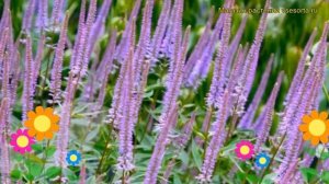 Вероникаструм виргинский Фасцинэйшн. Краткий обзор, описание характеристик, где купить саженцы