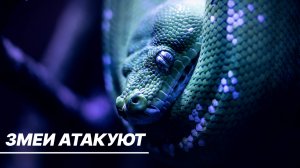 Нашествие ядовитых змей в Москве и Московской области. Как избежать встречи и что делать при укусе?
